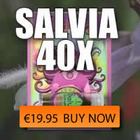 buy salvia extract